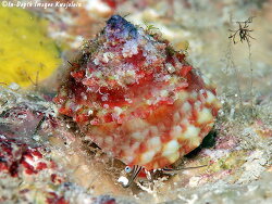 Trochus maculatus thumbnail