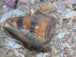 Conus augur thumbnail