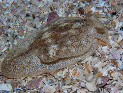 Pleurobranchaea bubala thumbnail
