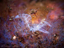 Isopontonia platycheles thumbnail