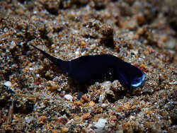 Mariaglaja tsurugensis thumbnail