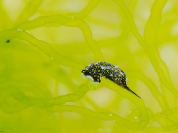 Mariaglaja tsurugensis thumbnail