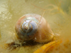 Margarites helicinus,Cape Parry, NT, Canada 2024 (CC BY-NC 4.0)