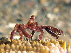Orangutan Crab - Oncinopus sp. 1,Bitung, Sulawesi Utara, Indonesia 2012