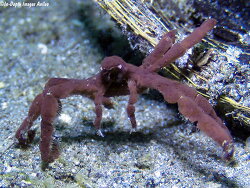 Oncinopus sp. 4, 10mm, Anilao 2021