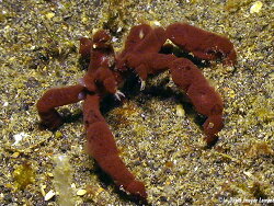 Oncinopus sp. 1,10-15mm (body), Lembeh