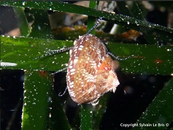 Gibbula ardens thumbnail
