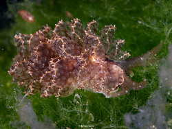 Cyerce liliuokalaniae thumbnail