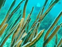 Pterogorgia anceps thumbnail