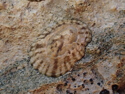 Notoacmea parviconoidea thumbnail