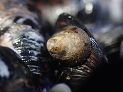 Notoacmea parviconoidea thumbnail