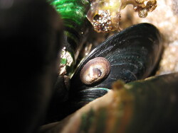 Notoacmea parviconoidea thumbnail