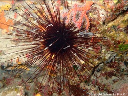 Centrostephanus longispinus thumbnail