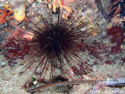 Centrostephanus longispinus thumbnail