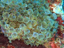 Entacmaea quadricolor thumbnail