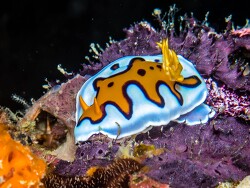 Goniobranchus sp.04 thumbnail