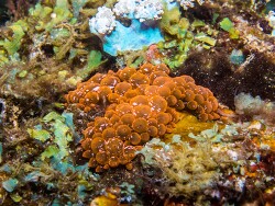 Entacmaea quadricolor thumbnail