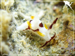 Trapania tatsulok thumbnail