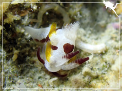 Trapania tatsulok thumbnail