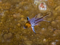 Bodianus anthioides thumbnail