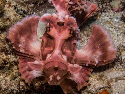 Rhinopias eschmeyeri thumbnail