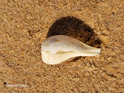 Ficus eospila,Port Hedland WA 6721, Australia 2024