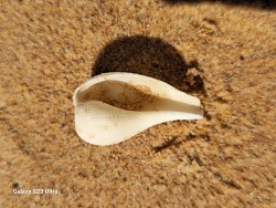 Ficus eospila,Port Hedland WA 6721, Australia 2024