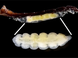 Anthuroniscus shimomurai thumbnail