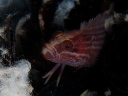 Blennophis striatus thumbnail