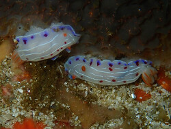 Hypselodoris capensis thumbnail