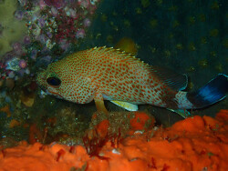 Acanthistius sebastoides thumbnail