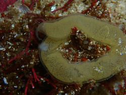 Pleurobranchaea bubala thumbnail
