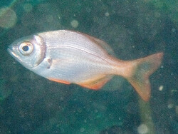 Boopsoidea inornata thumbnail