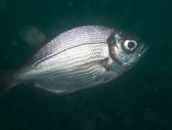 Boopsoidea inornata thumbnail