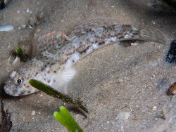 Caffrogobius saldanha thumbnail