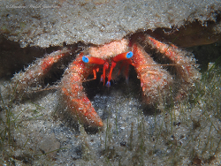 Paguristes erythrops thumbnail