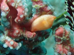 Carpiscula bullata thumbnail