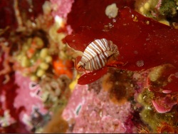 Thorlaksonius brevirostris thumbnail