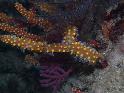 Homophyton verrucosum thumbnail