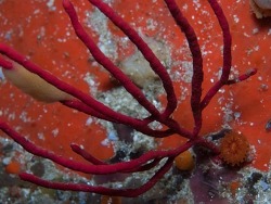 Leptogorgia gilchristi thumbnail