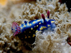 Hypselodoris obscura,Gold Coast Reefs 2021
