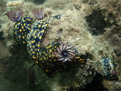 Hypselodoris Sunshine Coast QLD, Australia 2020