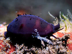 Palmadusta asellus thumbnail