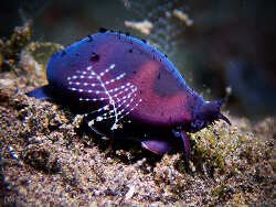 Palmadusta asellus thumbnail