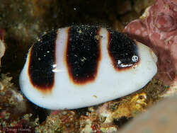 Palmadusta asellus thumbnail