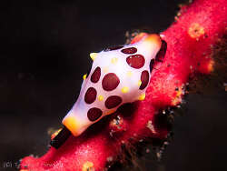 Primovula rosewateri,Tulamben, Kubu, Karangasem Regency, Bali, Indonesia 2025