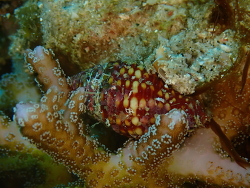 Pseudonebularia fraga,Apo Island, Dauin, Negros Oriental, Filipijnen 2025