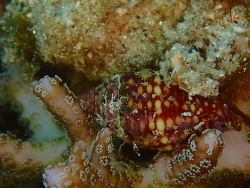 Pseudonebularia fraga,Apo Island, Dauin, Negros Oriental, Filipijnen 2025