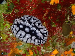 Phyllidiopsis sinaiensis, South Sinai Governorate 8773033, Egypte 2026