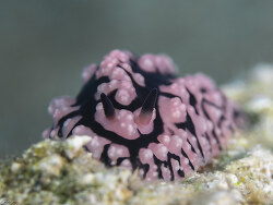 Phyllidiopsis sinaiensis,Shaẖmon, Südbezirk, Israe 2021